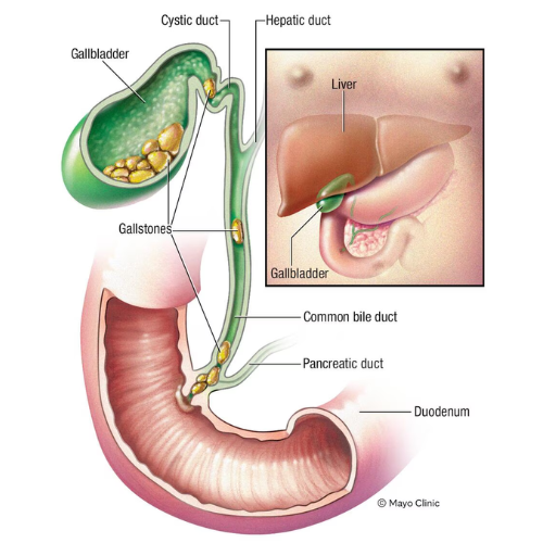 Dr. Prasenjeet Kumar Mondal